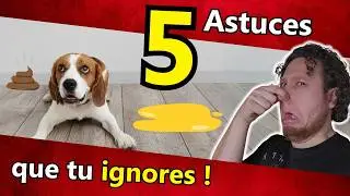 Propret&eacute; du chien : 5 Astuces m&eacute;connues pour le rendre propre !