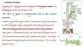 Class 10, Science, Chapter 5 - Life Processes- Part 8 | TRANSPORTATION IN PLANTS