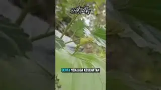 Manfaat daun murbei untuk kesehatan #daun #daunherbal #murbei #obattradisional #obatherbal