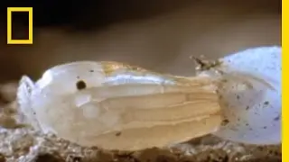 Assassin Bug vs. Vampire Bat | National Geographic
