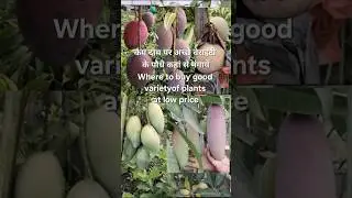 नई वेराइटी के पौधे|| New variety plants #shorts#viral#trending#shortsfeed#ytshorts#shortvideo#short