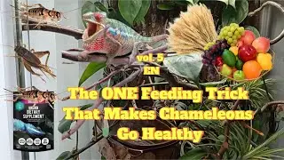 The ONE Feeding Trick That Makes Chameleons Go Healthy