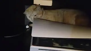 Cat seeks warmth from a PS5