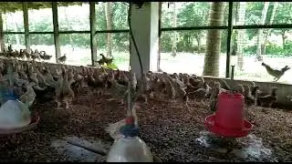 Chicken Meat & Egg. Swarnadhara Chicken for sale. Mangalore Chicken.  Naati Koli
