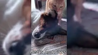 Funniest Cat and Dog Moments Ever Compilation