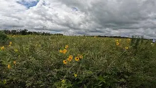 Kankakee Sands August 2024