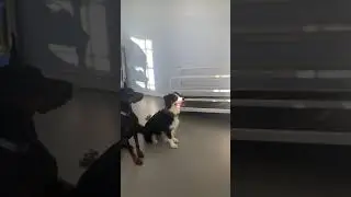 Listening to commands with more than one dog
