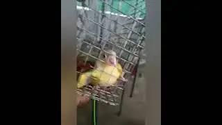 pineapple Conure breeding pair