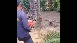 A professional chainsaw operator cutting coconut tree 🌴 @BeAmazed #amazing #viral #trending