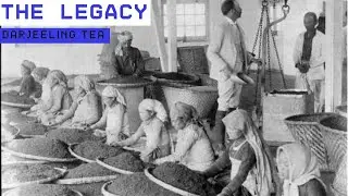 The Legacy of Darjeeling Tea