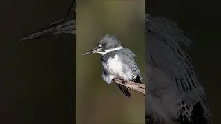 Belted Kingfisher preparing to dove for a fish