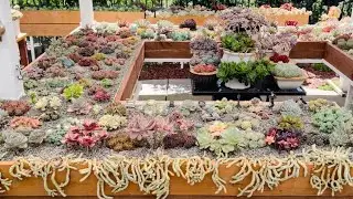 Succulent Garden tour #successmotivation#raresucculents