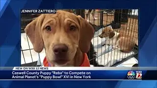 Caswell County K9 makes it to Animal Planet's Puppy Bowl XVI in NYC