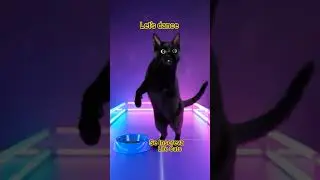 #dance #lets #cats