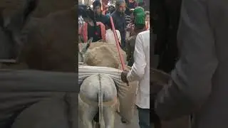 Have you ever seen donkey carrying luggage
