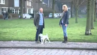 Deze hond is nogal onder de indruk van een Volkswagen Dog im