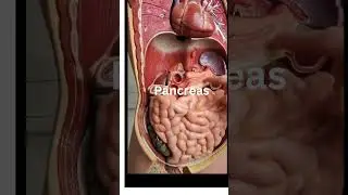 How organs inside the body is arranged #shortvideo #health #organ