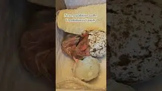 Baby Hawk Hatching #baby #bird #falconry #babyanimal #animal #hawk #babybird #cute #redtail