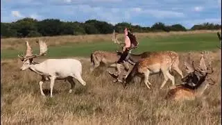 Hjorte i dyrehaven 🦌
