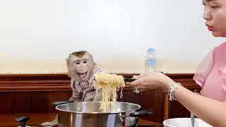OMG!!! Monkey DouDou Eat Noodle Soup Very Delicious With Mom
