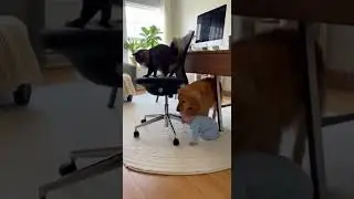 Max Senses DANGER and Protects My Baby Like a True Hero! 🐶💪 You Won't Believe This! 😱
