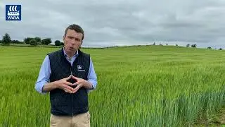 Nutrient requirements and fertiliser recommendations for forage brassicas