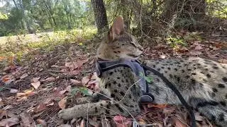 Акаша &mdash; кошка породы саванна!