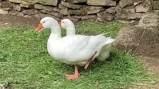 Emden or Embden geese.