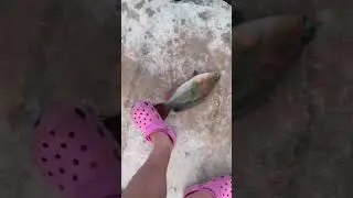 Catching parrot fish with a hand line #fishing