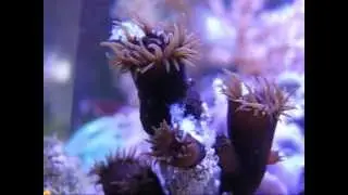 Timelapse of Azoox LPS feeding