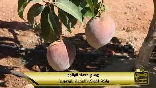 قراميط مفترسة تنقذ مزرعة مانجو أسطورة من الموت.. والإنتاج خيالي 😳🥭