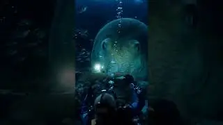 The Colossal Squid: Eyes of the Abyss