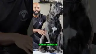 Cane Corso's Emotional Intelligence Will Shock You! #canecorso