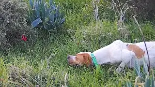 Quail Hunting - Shotkam Shots Only