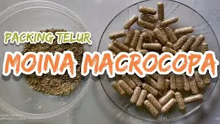 Panen & Packing Telur Kutu Air | Moina Macrocopa
