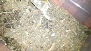 Transfering A Tigrosa helluo Wolf Spider