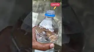 Magical Natural spring water of Himachal #springwaters #कुंरा का बारामासी सोता