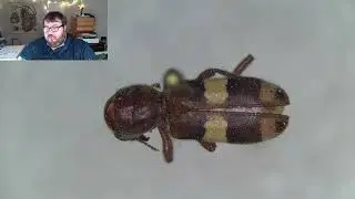 Pre-Chatchats! Come learn to identify beetles! Starting a NEW superfamily today  | January 14, 2026
