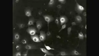 Molecular Systems Biology : Cell shape and the microenvironment regulate nuclear translocation...