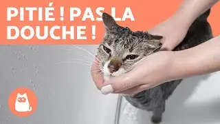 Pourquoi les CHATS d&eacute;testent L'EAU ? 🙀🚿 (4 raisons)