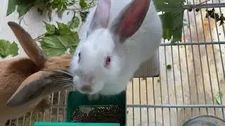 New Snack……New Feeders