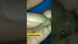 BROWN CICADA SCREAMS #CICADA #INSECT #SHORTS