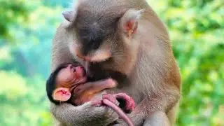 Welcome ! Old Mama Brandy gives a birth this morning -looks so lovely her Newborn get milk to warmly