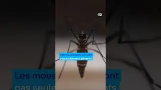 Des pi&egrave;ges &agrave; moustiques intelligents contre la dengue et le paludisme #DWdigital #DWenBref