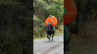 BIG pumpkin costume😱🎃 #halloween #horse #equestrian #horseriding