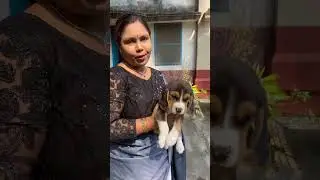 Full Marking Beagle Puppy Sell।
