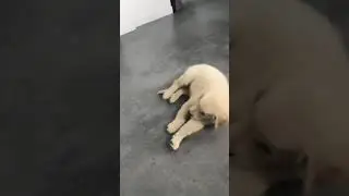 😱Oscar Winning Act By a Dog😱 Funny Dog Acting Like Dead🤣🤣🤣🤣🤣