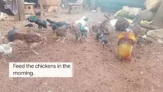 Feed the chickens in the morning.