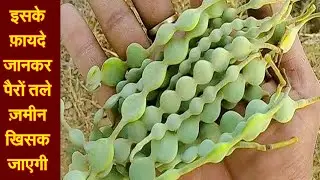 Ayurvedic Benefits of Babool: खज़ाने से भी कीमती हैं बबूल की फली, गोंद से छाल तक सब कुछ 4