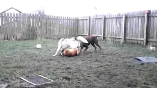 Romanian rescue dogs playing